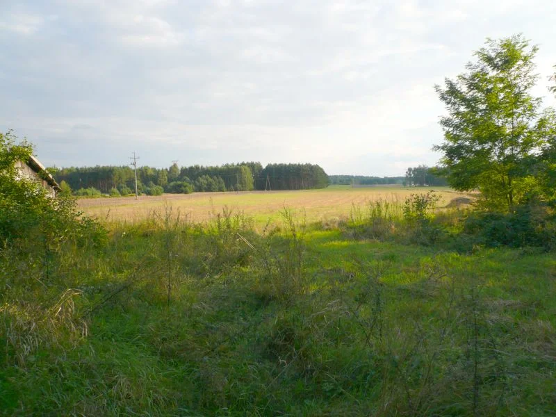 Zdjęcie z galerii